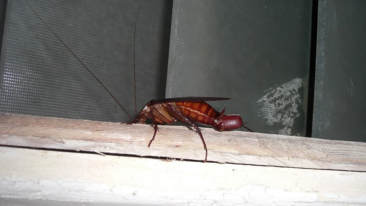 Infestation cafards maisons