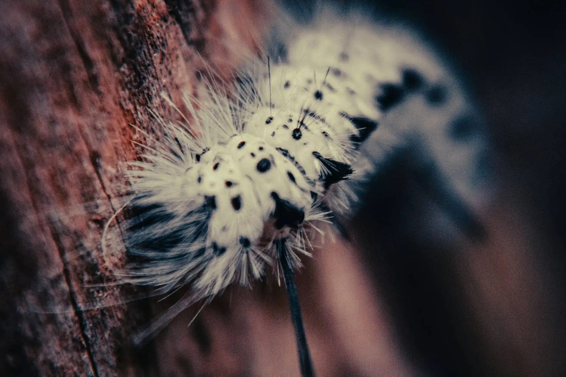 Chenille processionnaire Aveyron