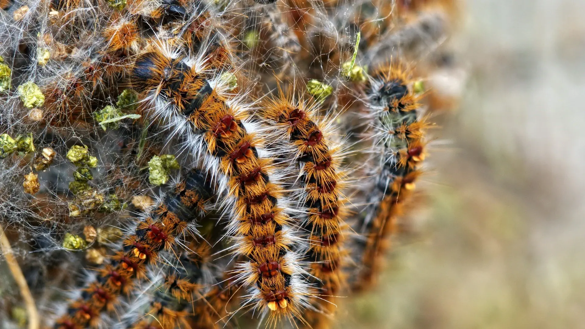 Chenille processionnaire Aveyron