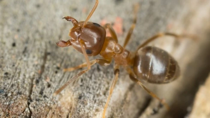 Ouvrière fourmi brune