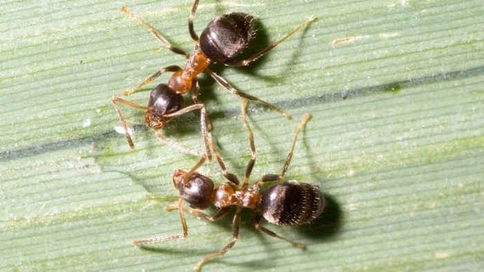 Les ouvrières des fourmis bicolores sucent la sève des plantes