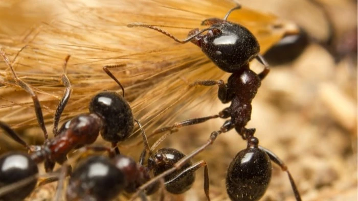 Ouvrières de fourmis noires