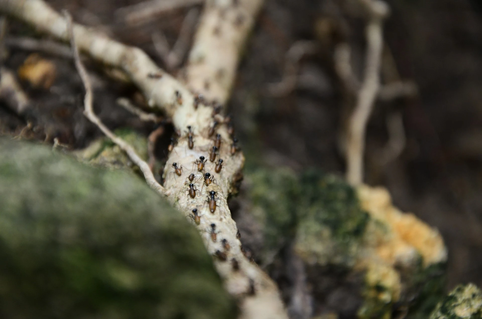 Des fourmis grimpants sur un arbre