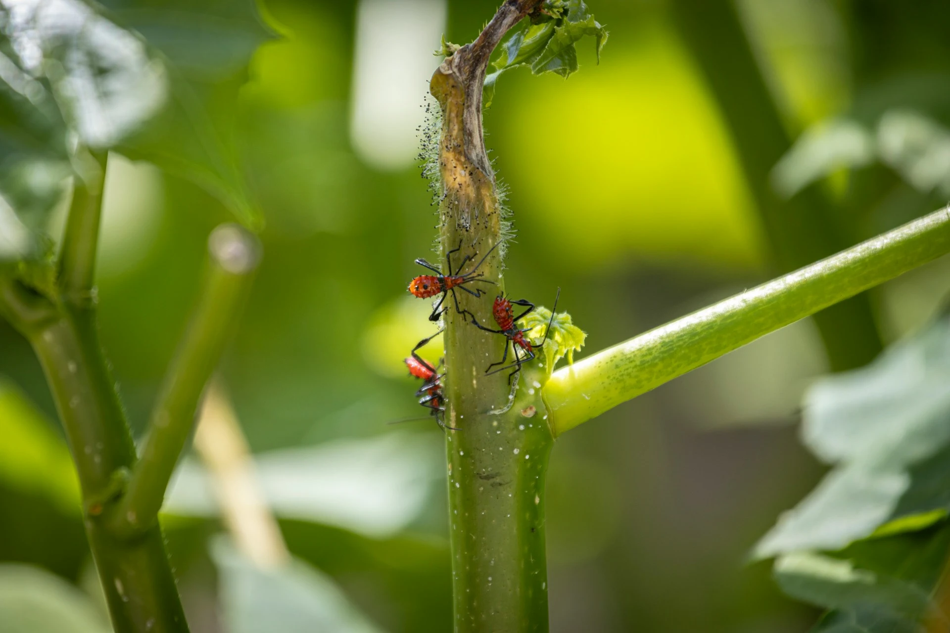 Fourmis sur des légumes