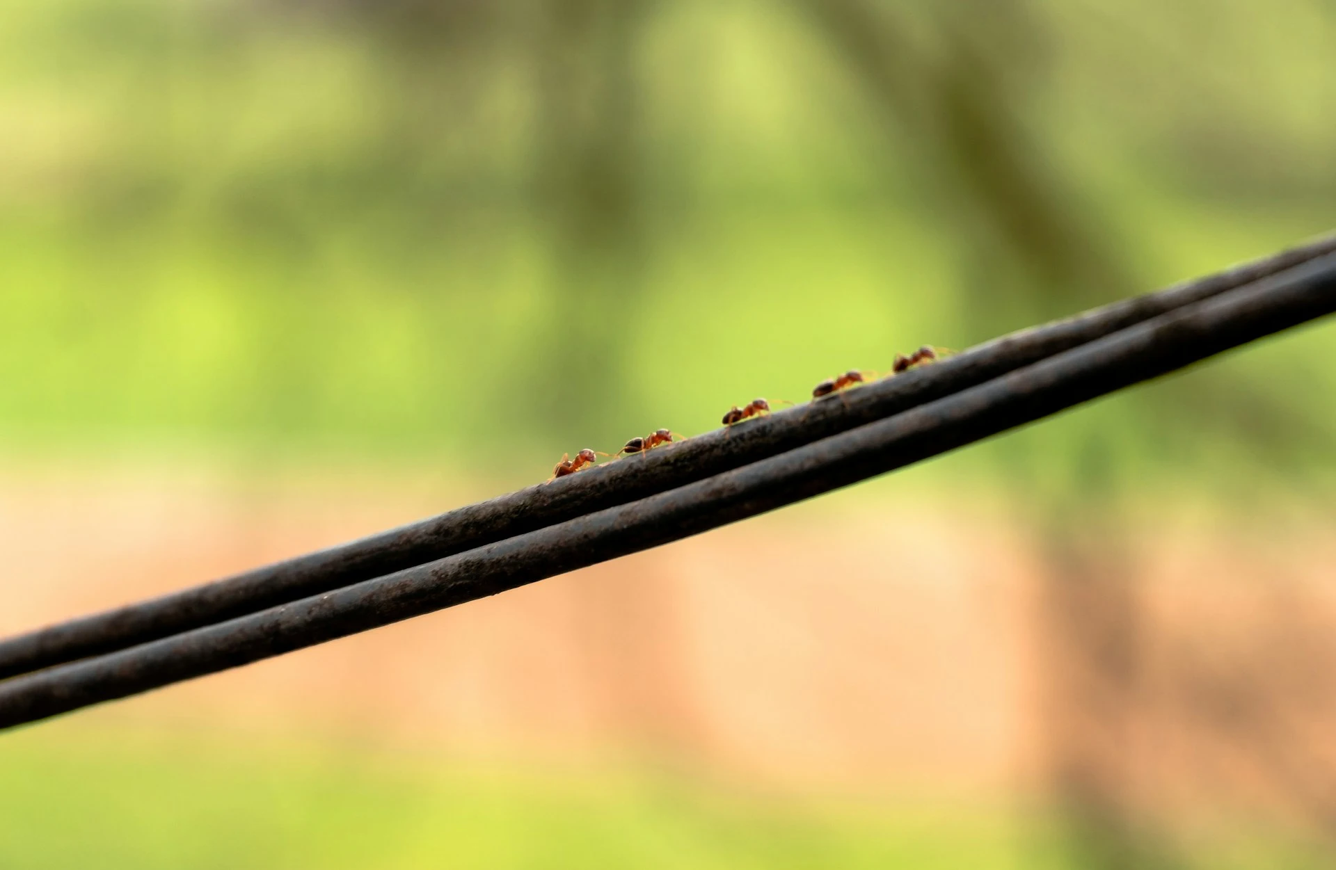 Fourmis sur un fil