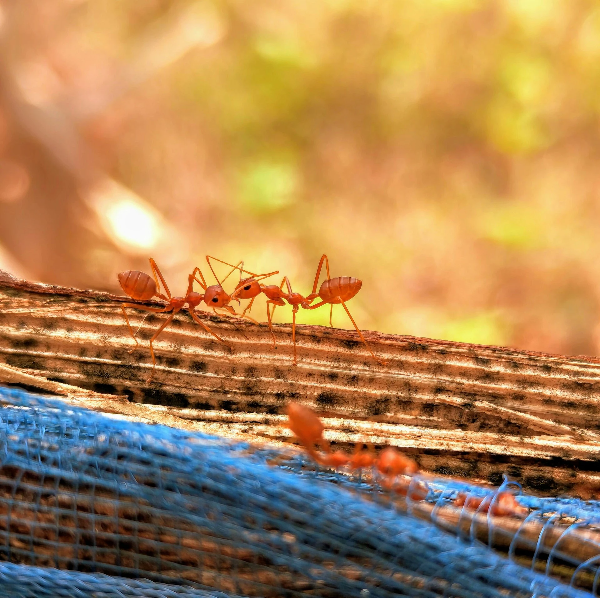 Fourmis sur un filet