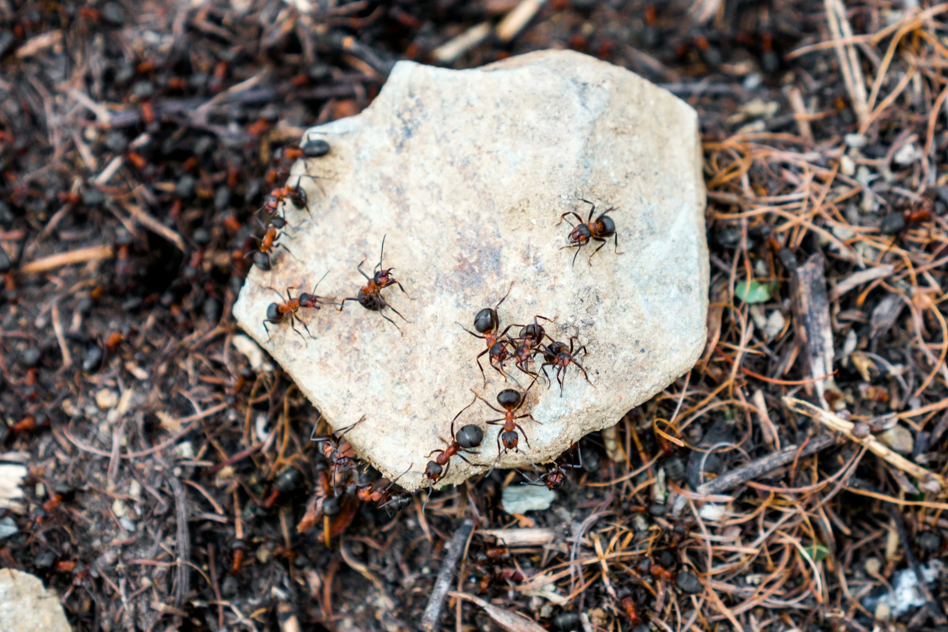 Fourmis dans une foret en Aveyron