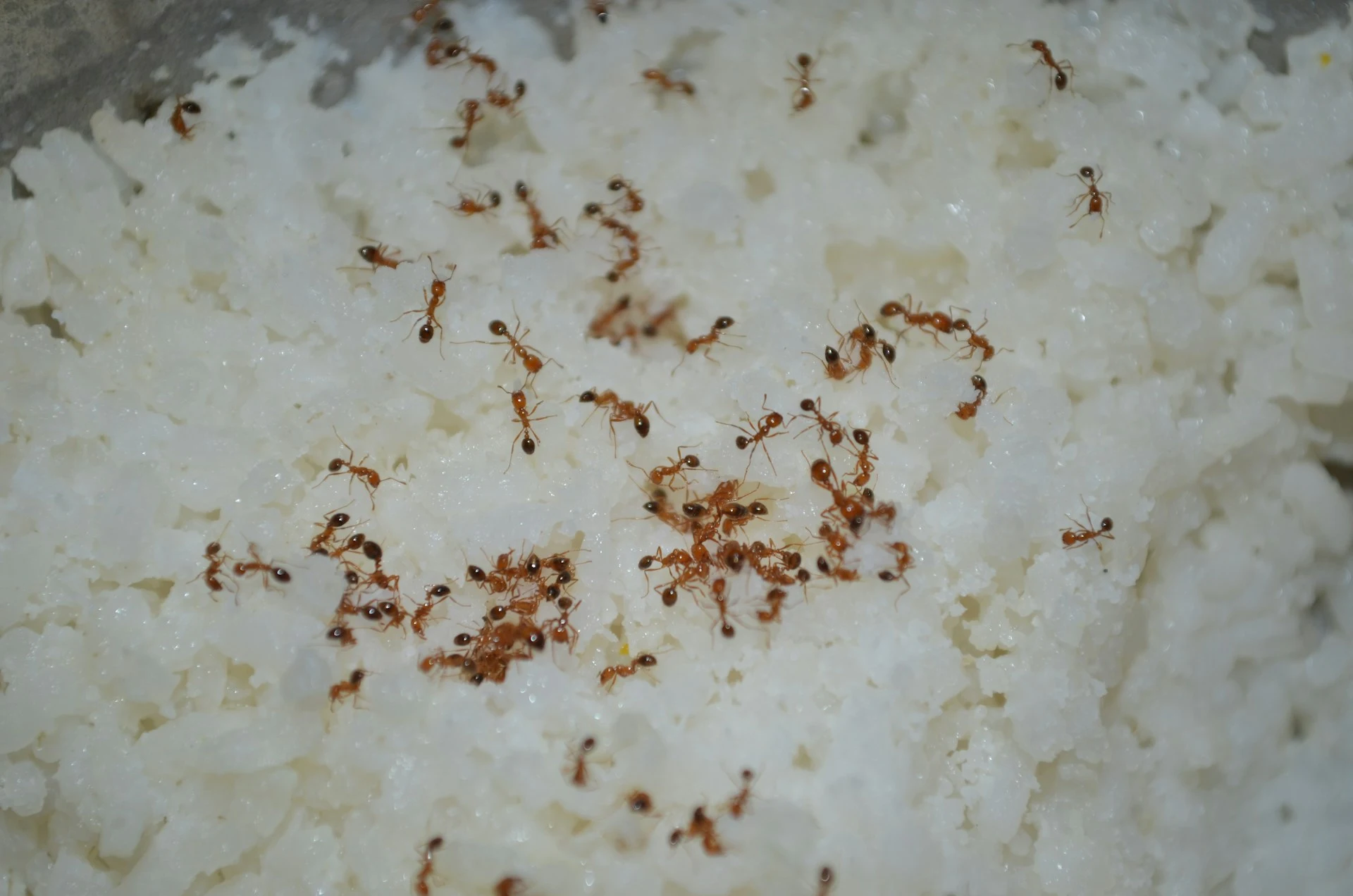 Fourmis dans le riz