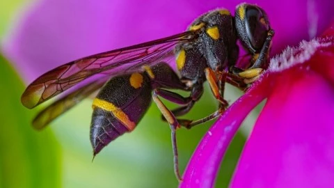 Une guepe sur une fleur