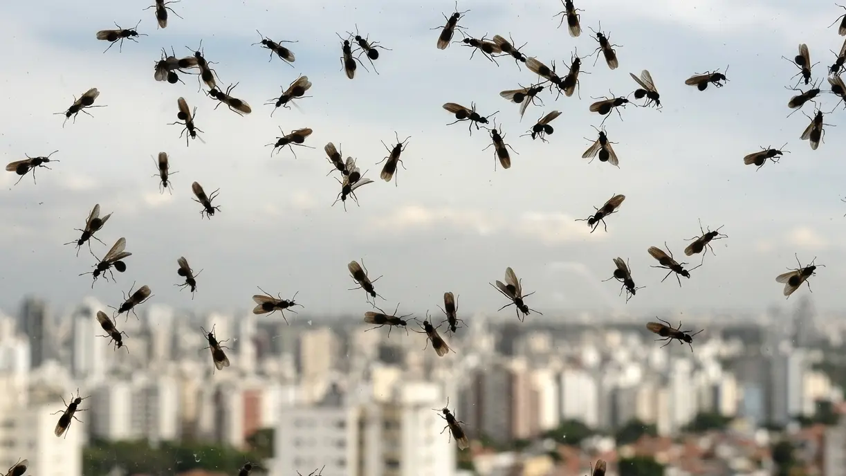 Fourmis volantes